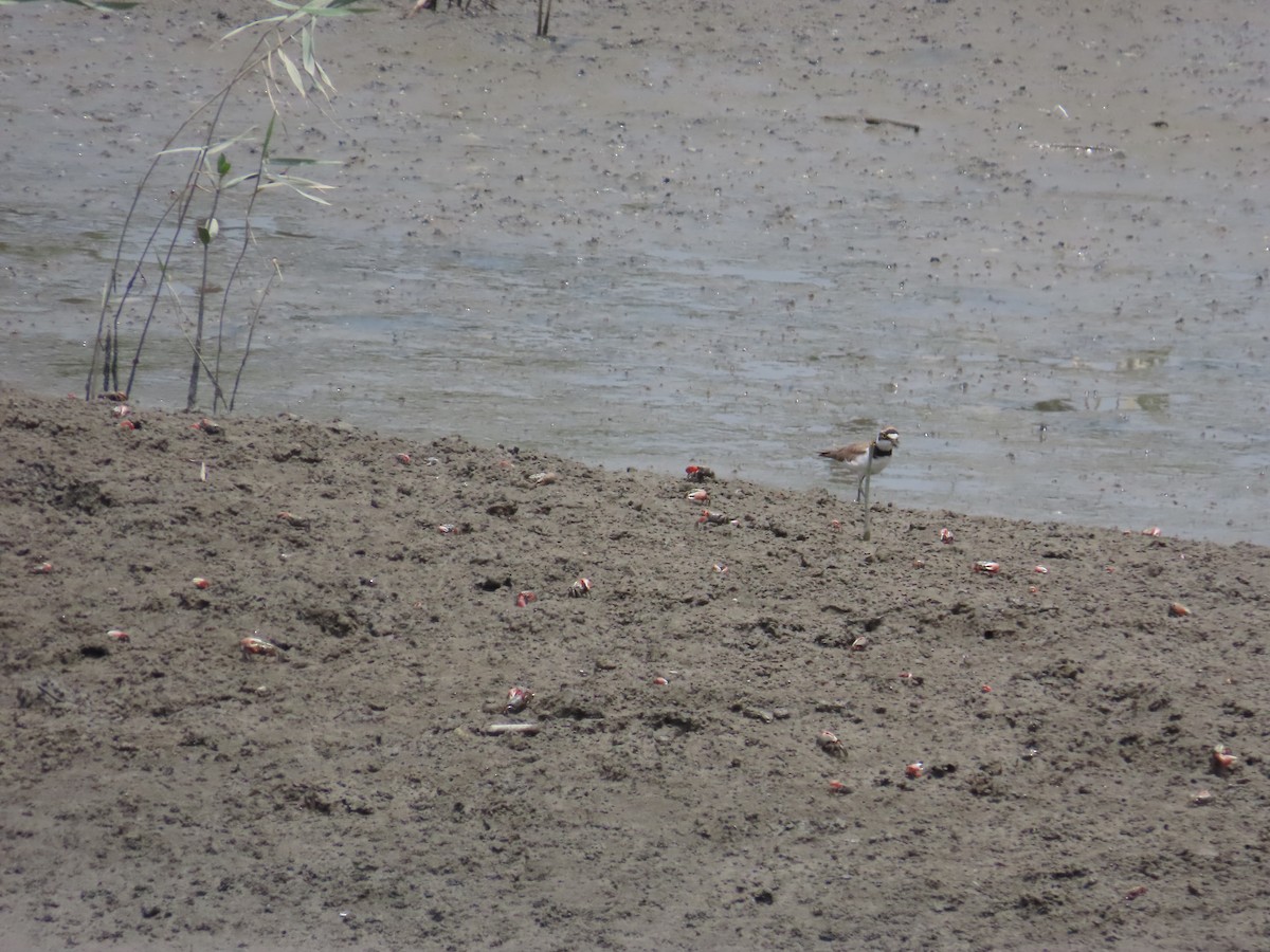 Little Ringed Plover - 韋勳 陳