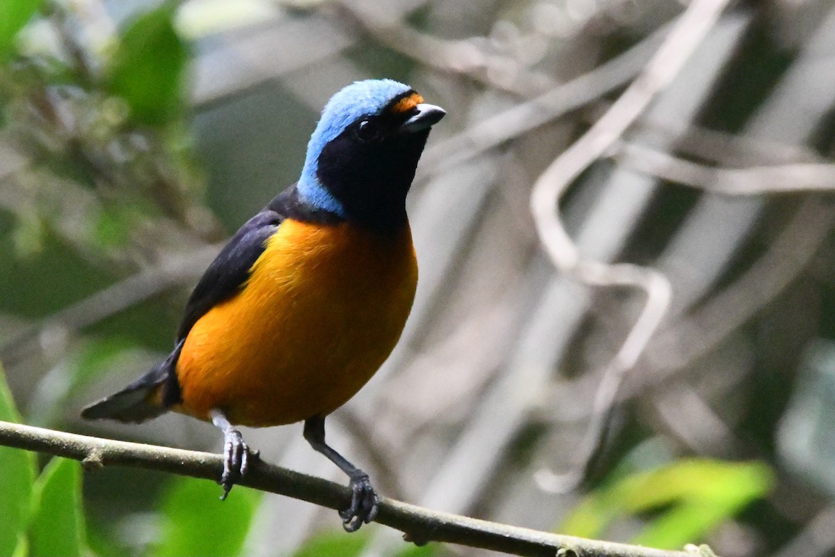 Elegant Euphonia - Jessy Lopez Herra