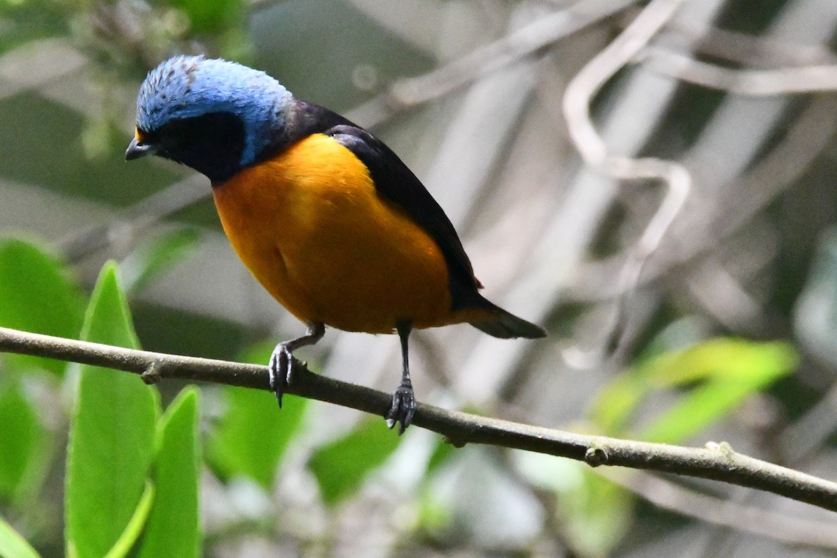 Elegant Euphonia - Jessy Lopez Herra