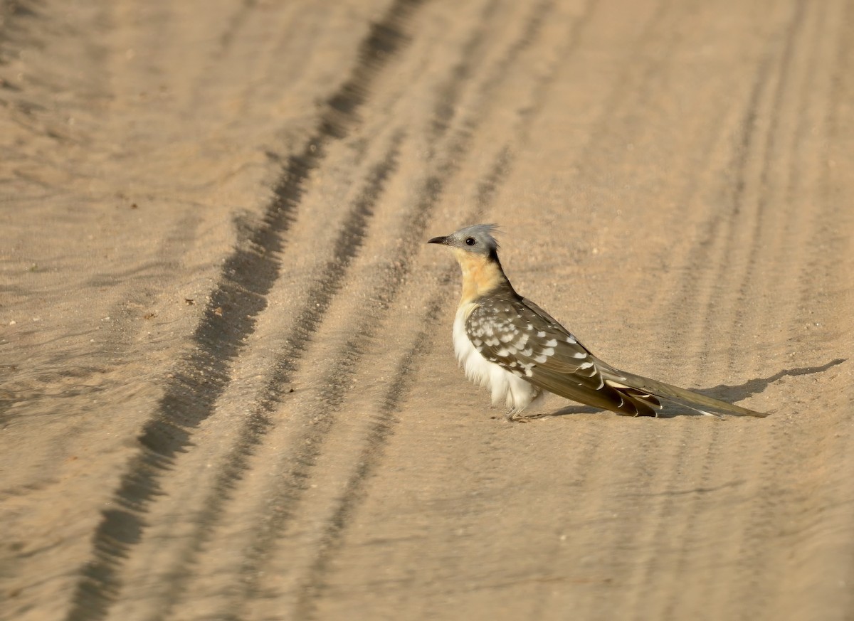 Great Spotted Cuckoo - Ken Simonite