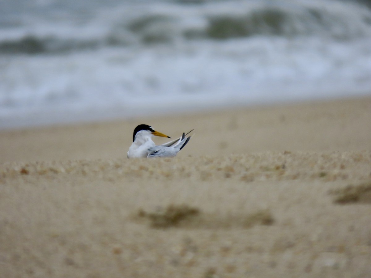 Least Tern - Lindsay McNamara