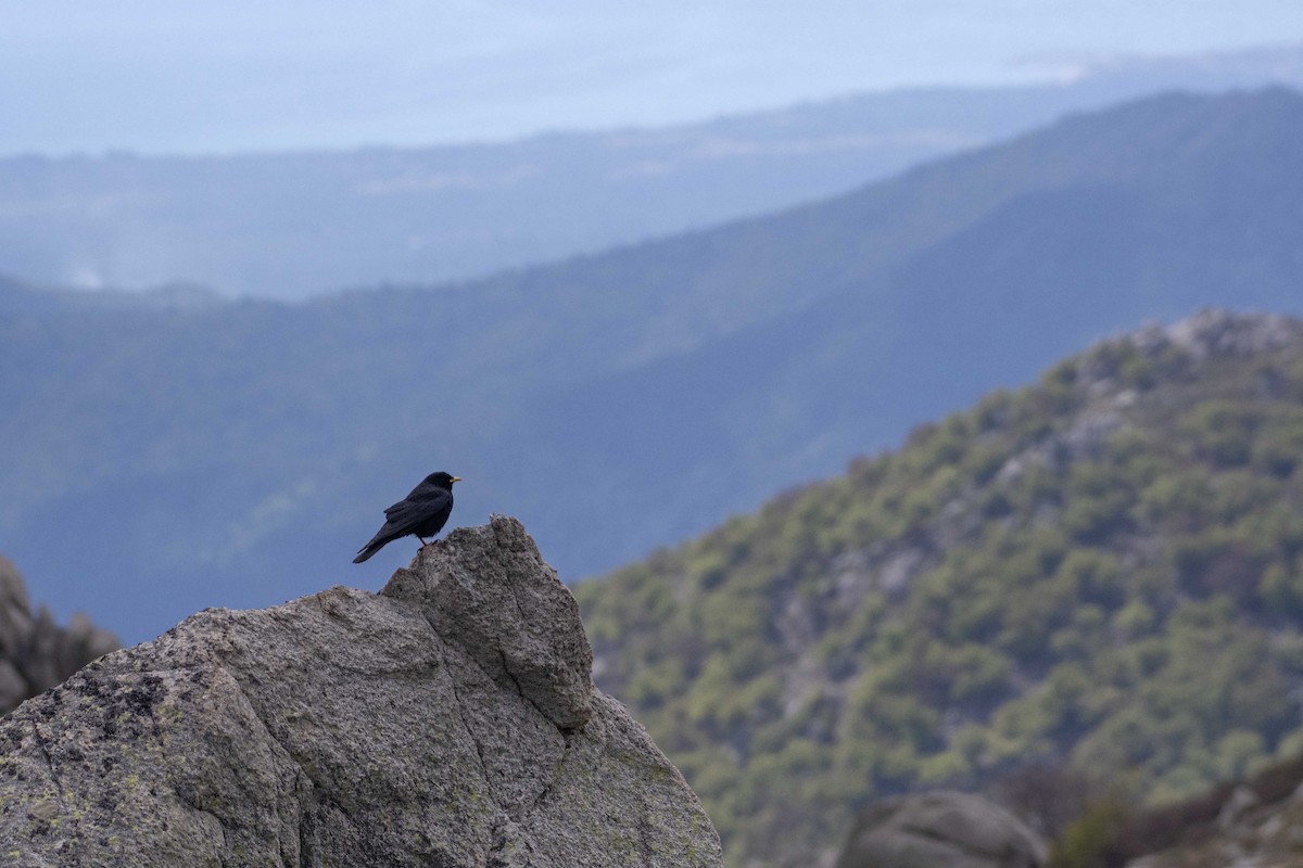 Yellow-billed Chough - Ed Stubbs