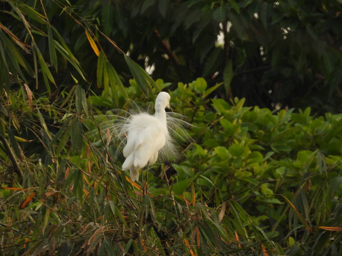 Medium Egret - Rahul Kumaresan