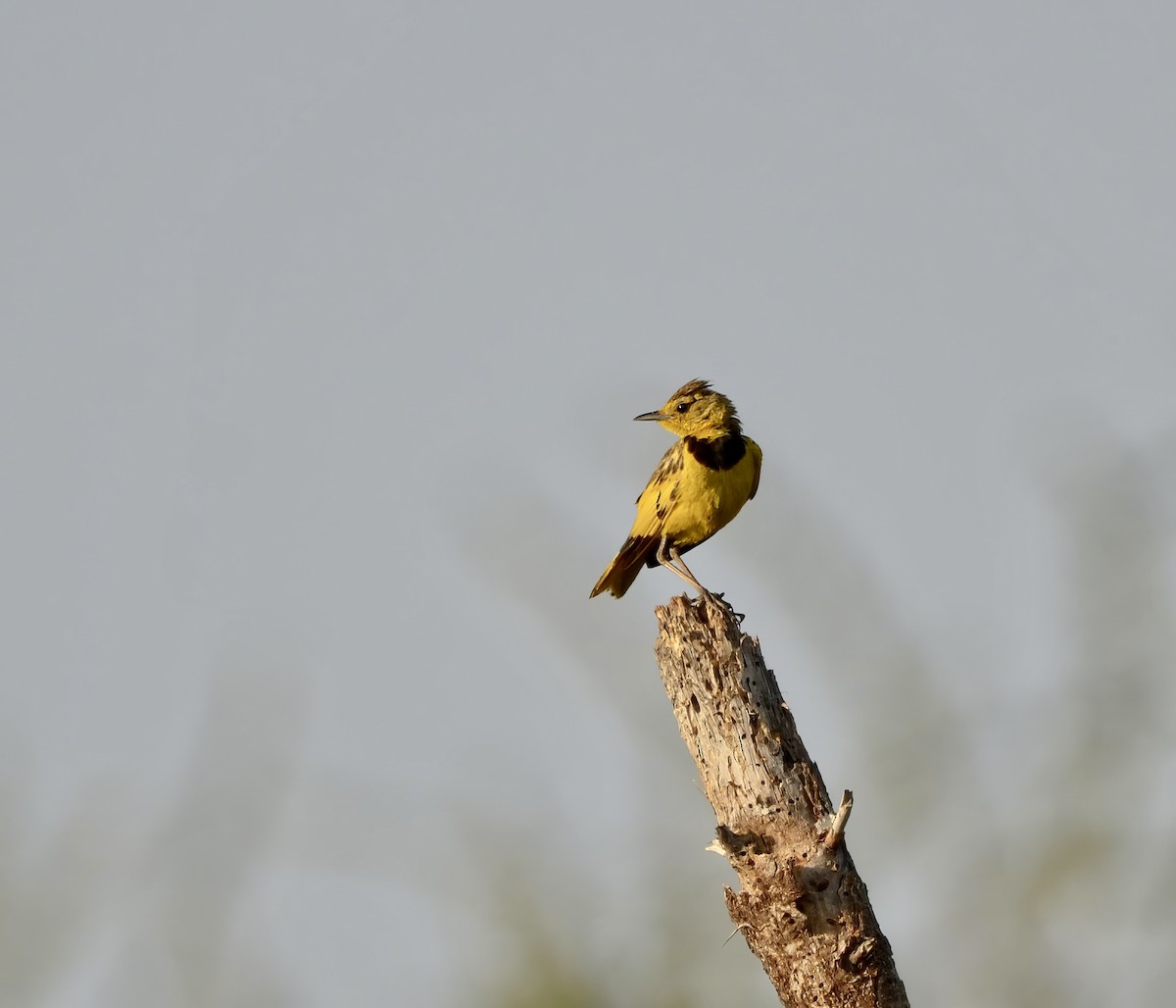 Golden Pipit - Ken Simonite