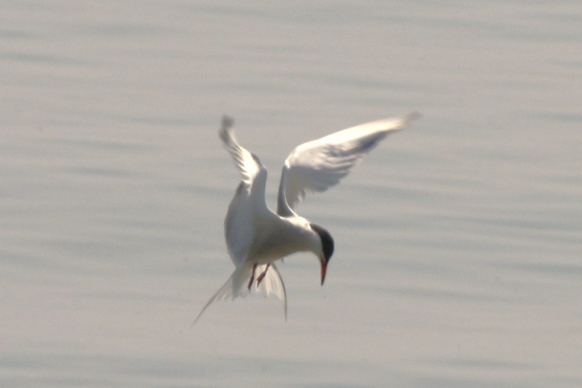 Common Tern - walter sliva