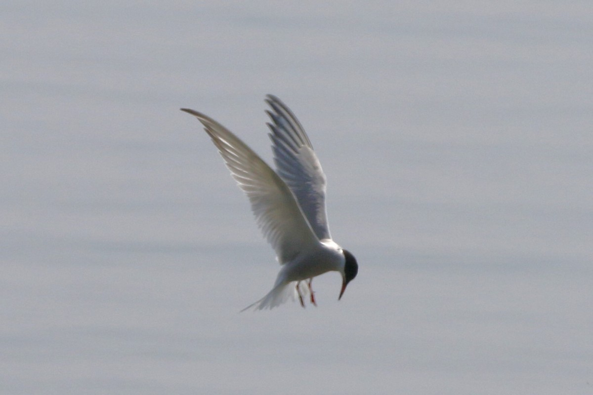 Common Tern - walter sliva