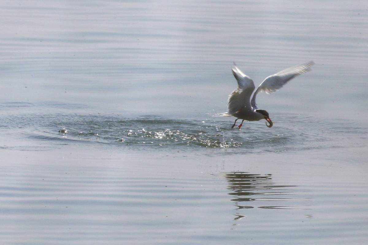 Common Tern - walter sliva