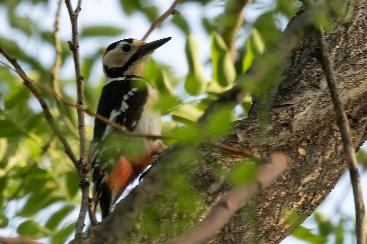 Great Spotted Woodpecker - Sergio Porto