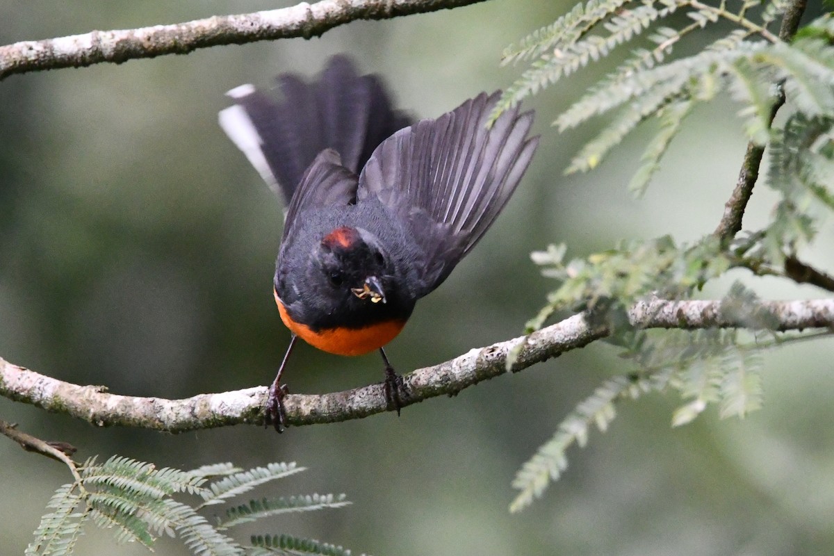 Slate-throated Redstart - Jessy Lopez Herra