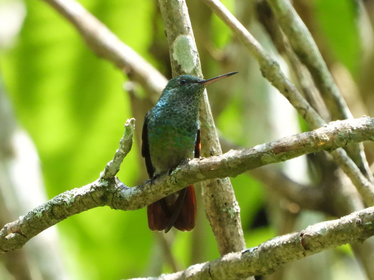 Berylline Hummingbird - Kimberley Pérez López