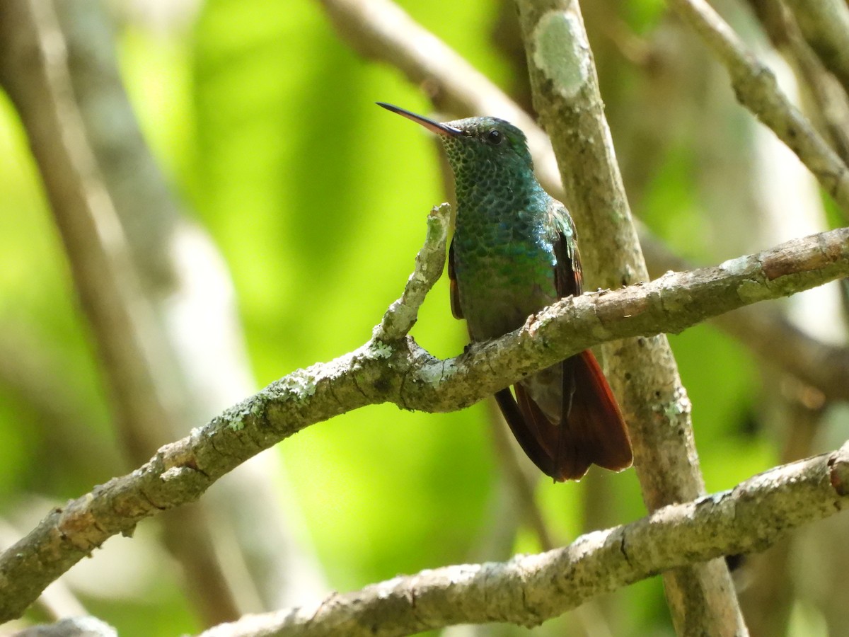 Berylline Hummingbird - Kimberley Pérez López