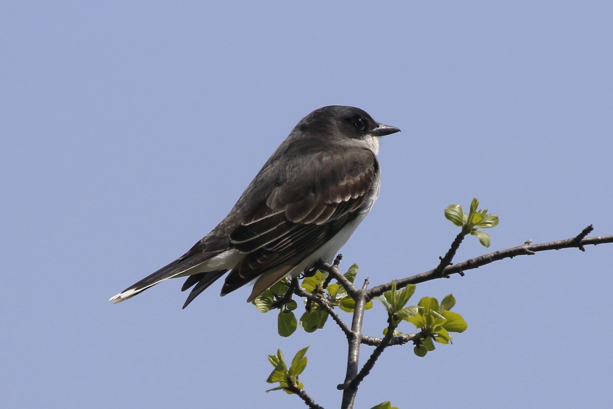 Eastern Kingbird - walter sliva