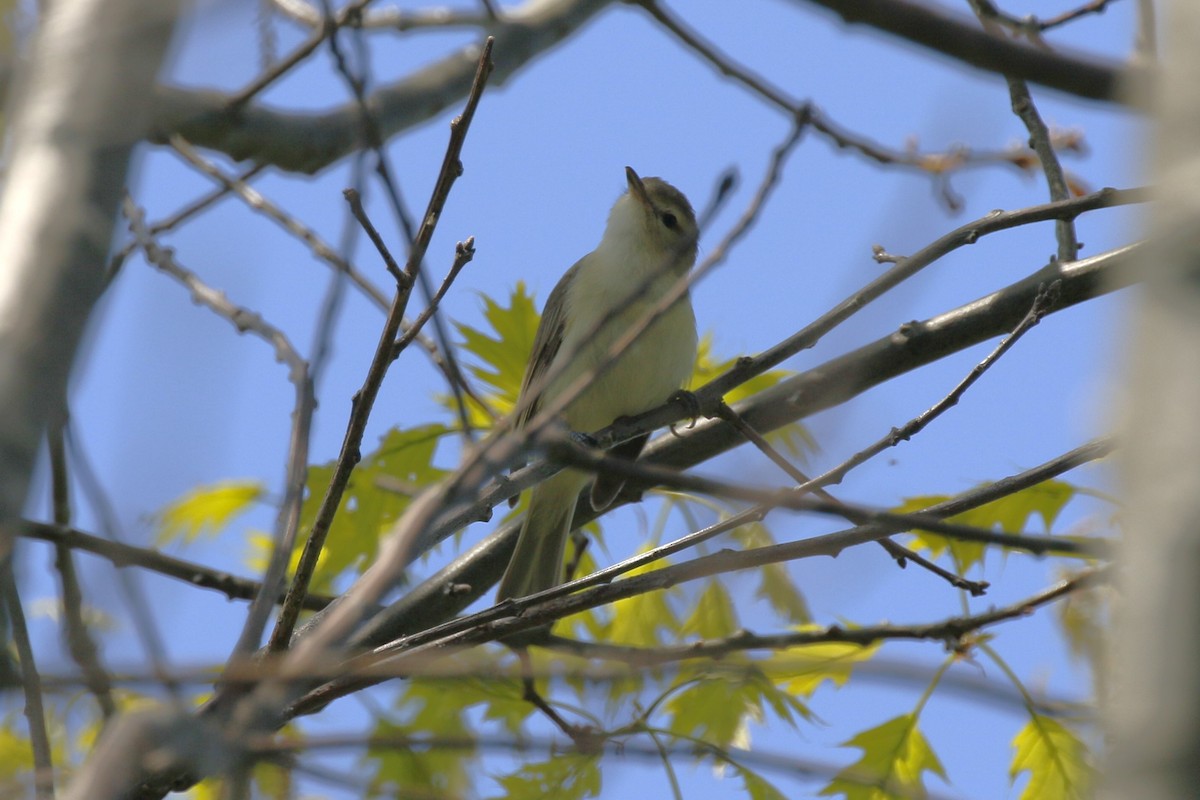 Warbling Vireo - walter sliva