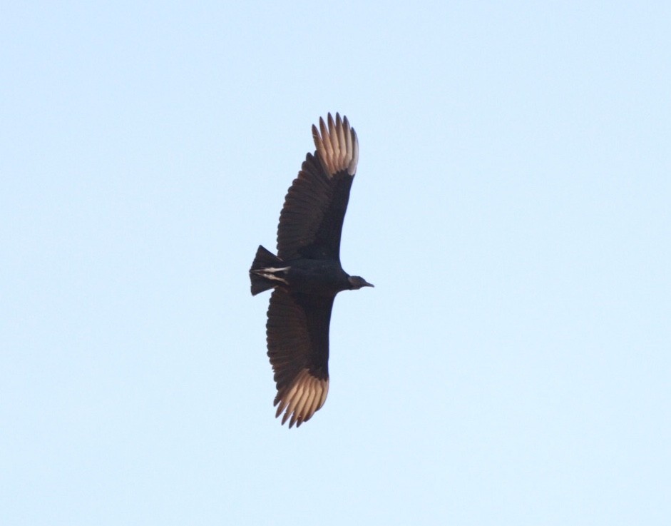 Black Vulture - Rubélio Souza