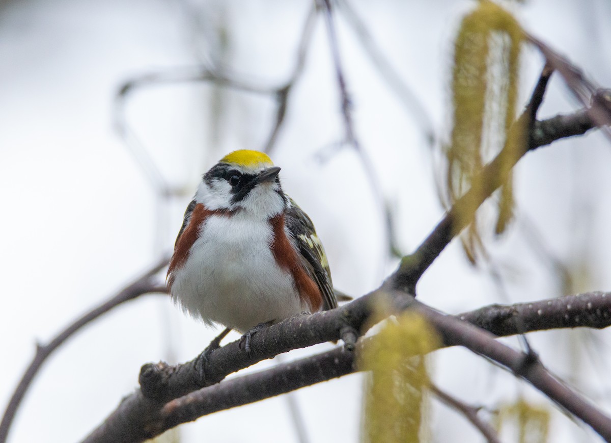 Chestnut-sided Warbler - Laurent Bédard