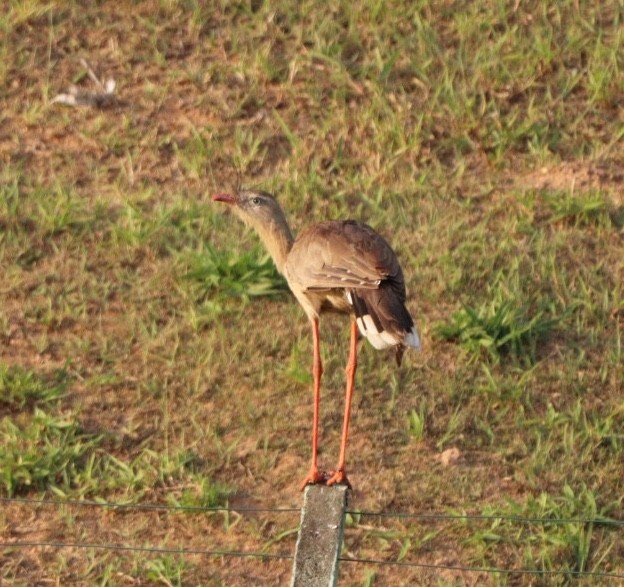 Red-legged Seriema - Rubélio Souza