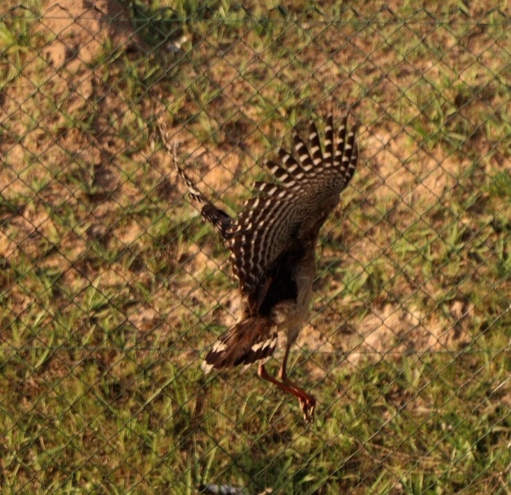 Red-legged Seriema - Rubélio Souza