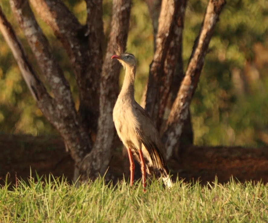 Red-legged Seriema - Rubélio Souza