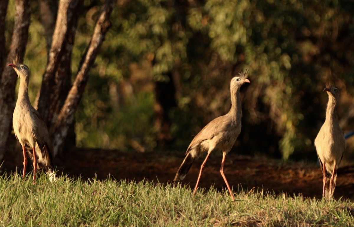 Red-legged Seriema - Rubélio Souza