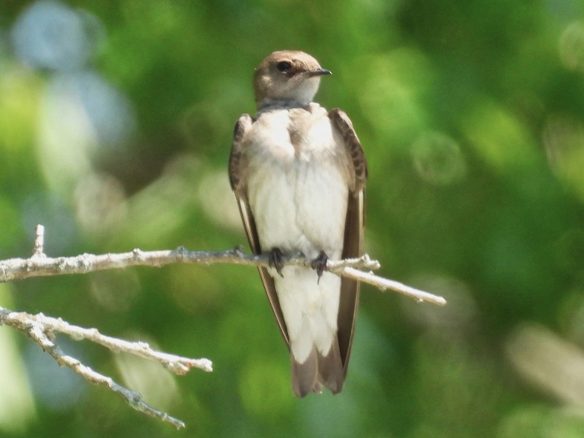 Northern Rough-winged Swallow - Rose Ryan