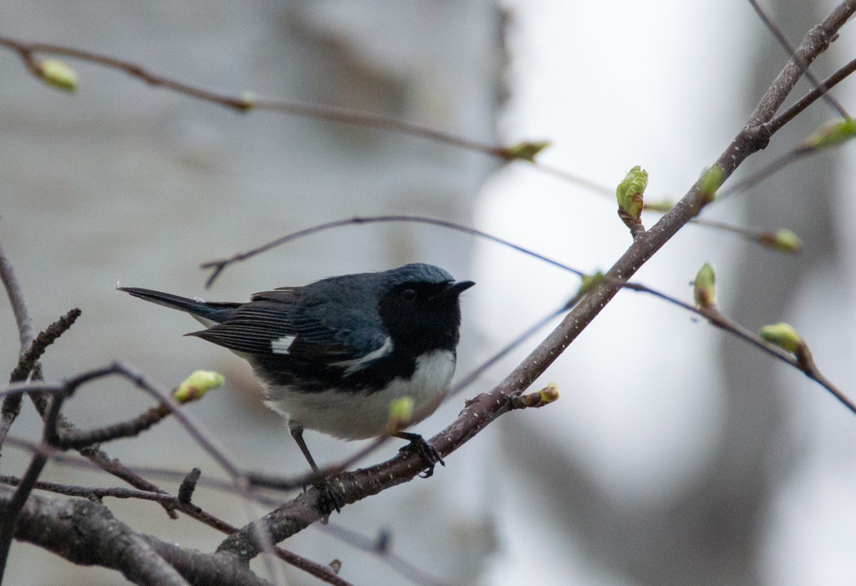 Black-throated Blue Warbler - Laurent Bédard