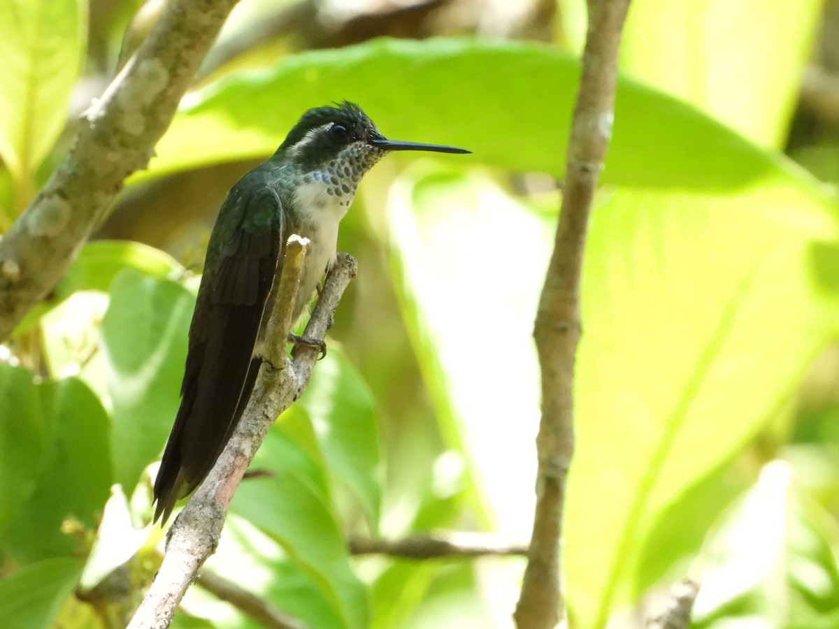 Green-throated Mountain-gem - Kimberley Pérez López