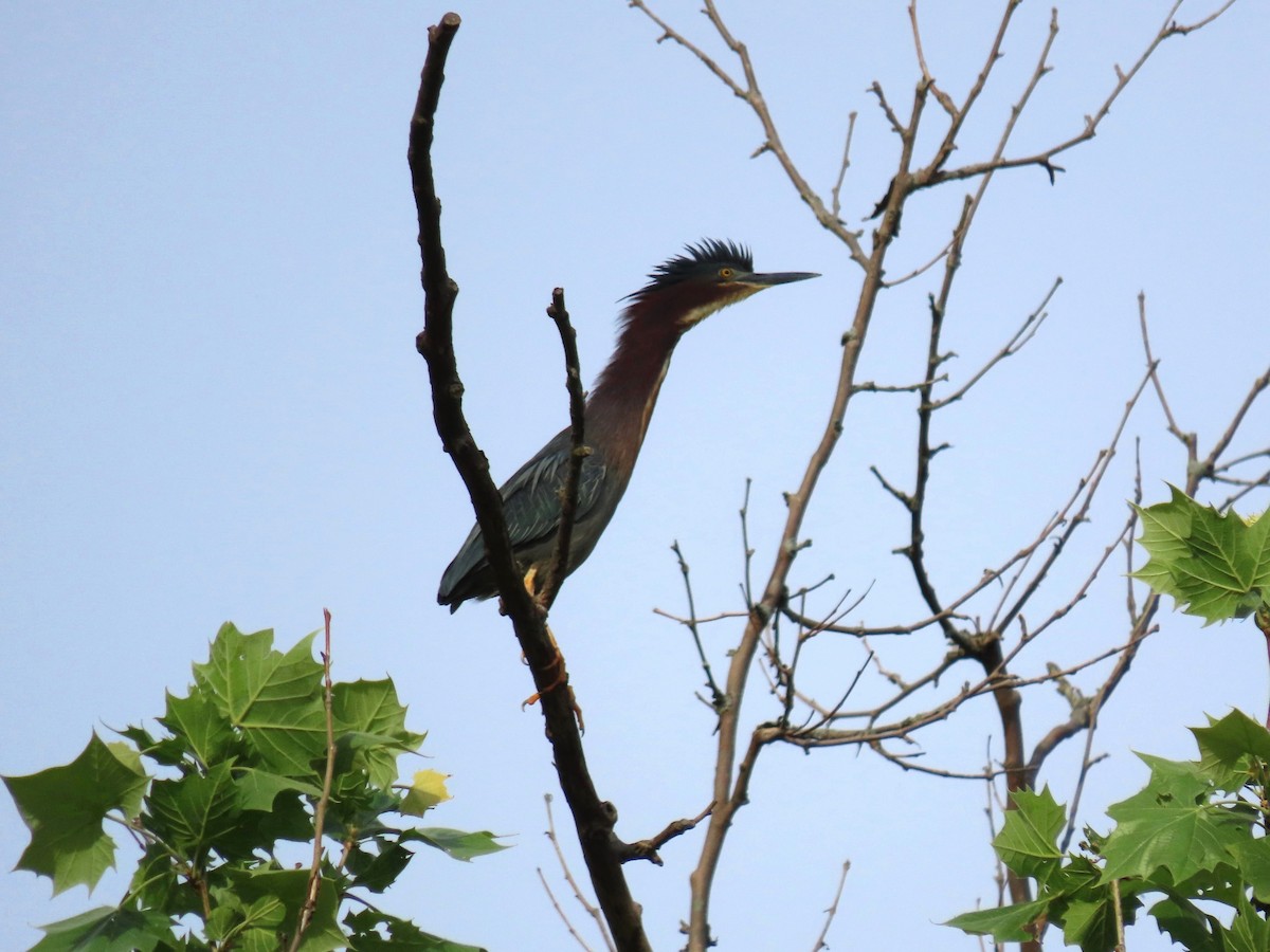 Green Heron - Randy Morgan