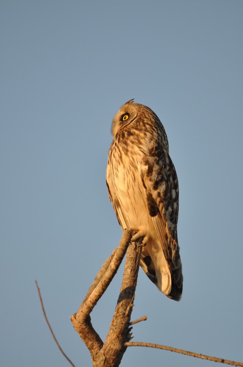Short-eared Owl - Samuel Hilaire
