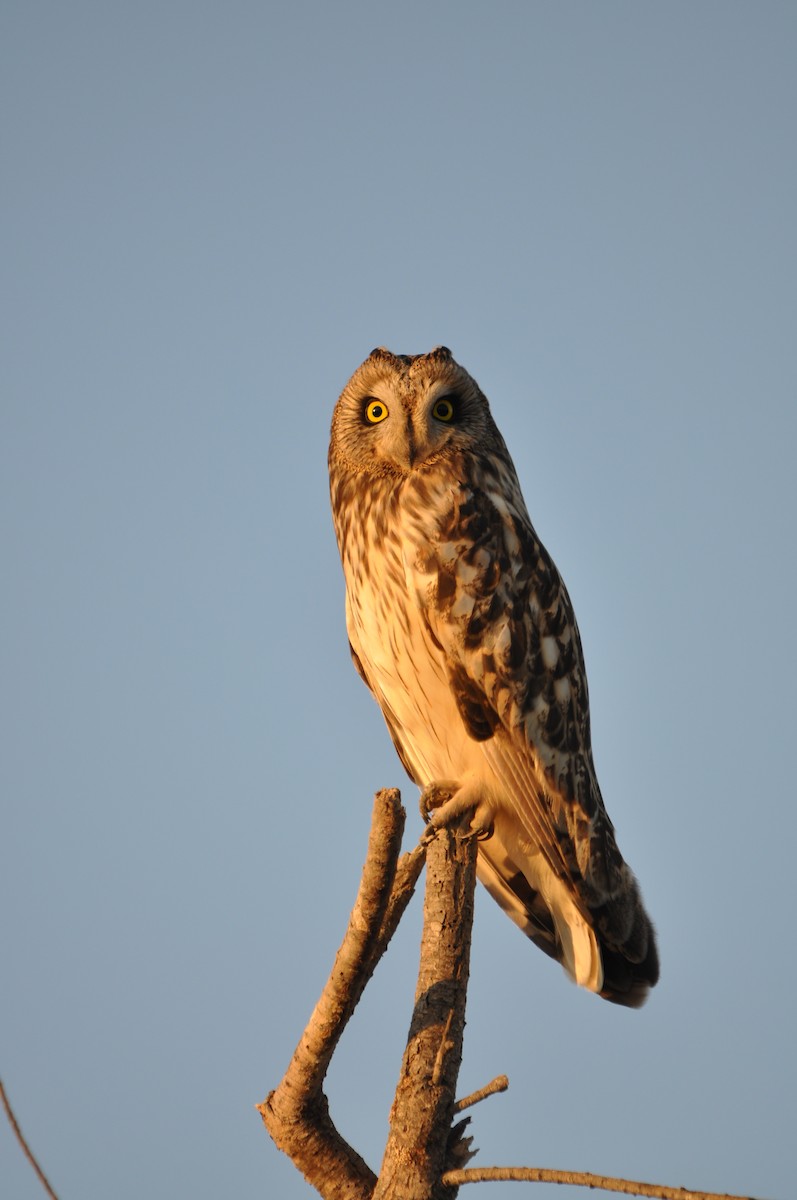 Short-eared Owl - Samuel Hilaire