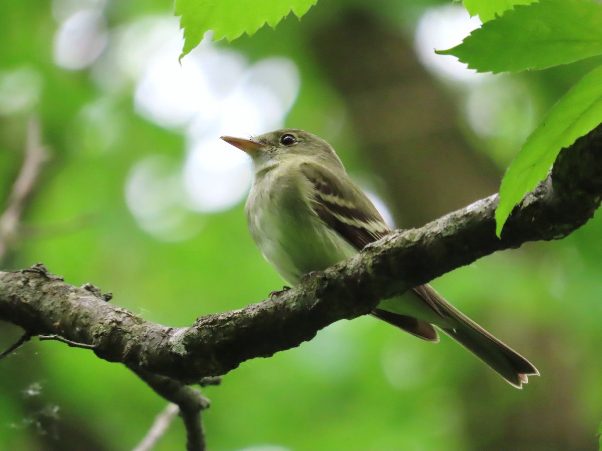 Acadian Flycatcher - Randy Morgan