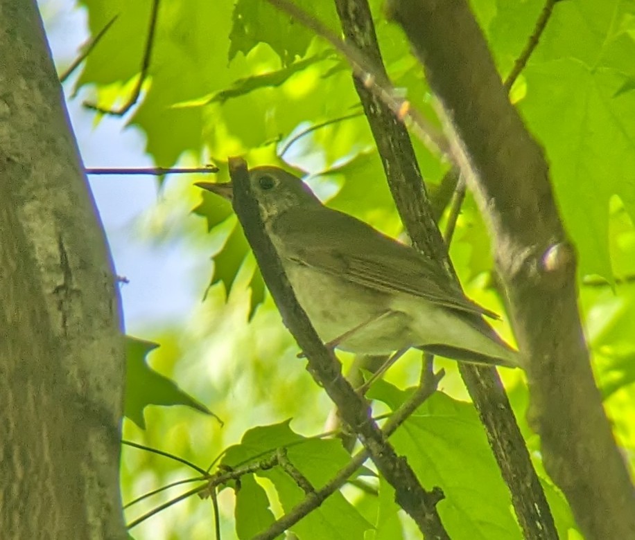 Gray-cheeked Thrush - ML619176500