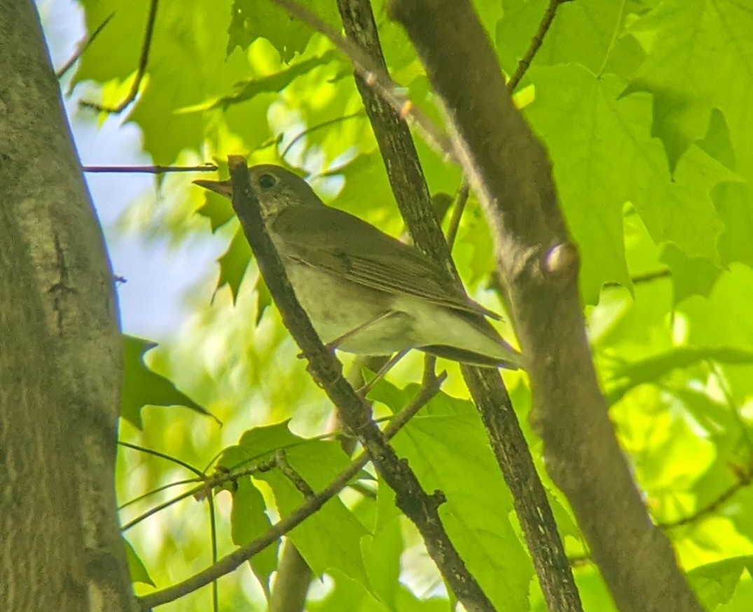 Gray-cheeked Thrush - François Martin