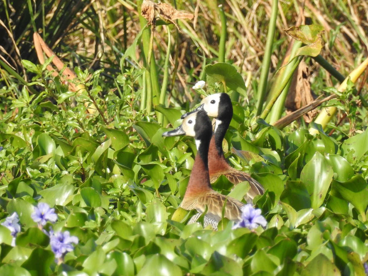 White-faced Whistling-Duck - Edelweiss  Enggist