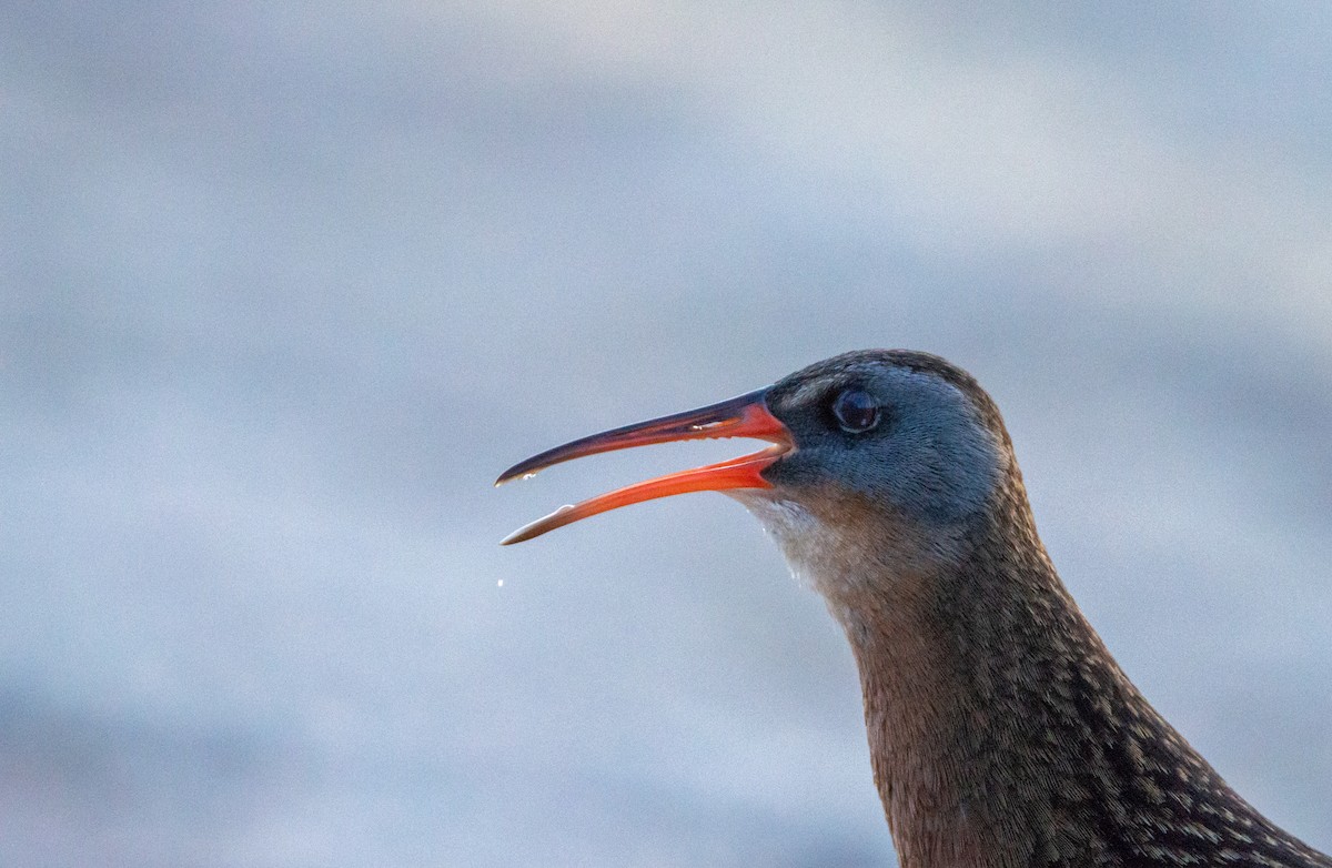 Virginia Rail - Laurent Bédard