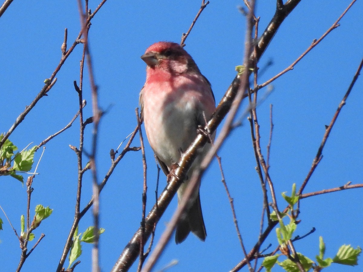 Purple Finch - Randy Yuen