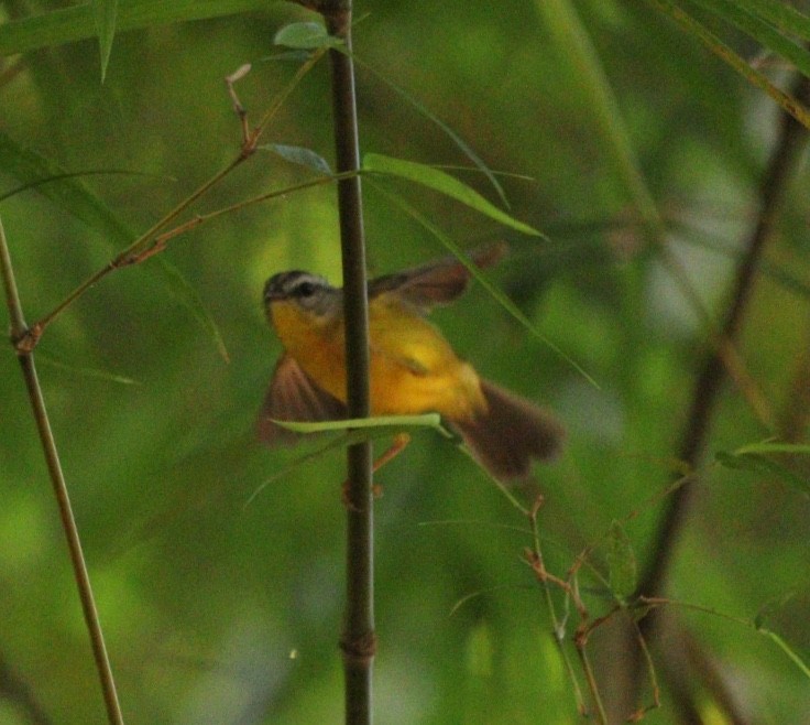 Golden-crowned Warbler - Rubélio Souza