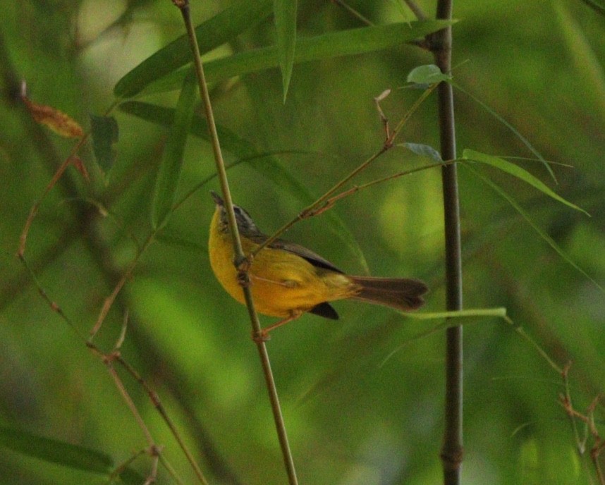 Golden-crowned Warbler - Rubélio Souza