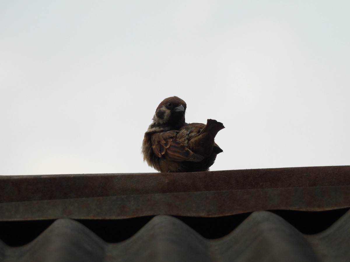 House Sparrow - Rahul Kumaresan