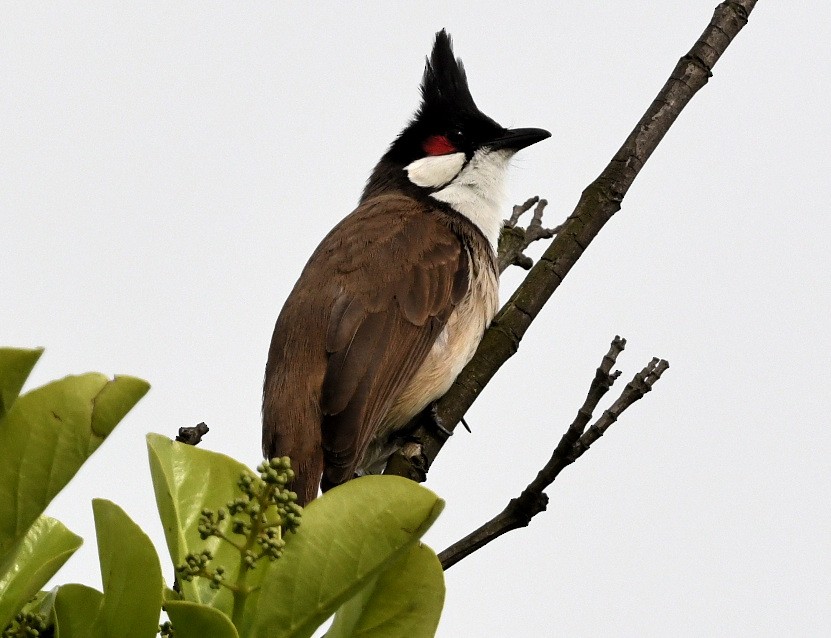 Red-whiskered Bulbul - Emilie Strauss