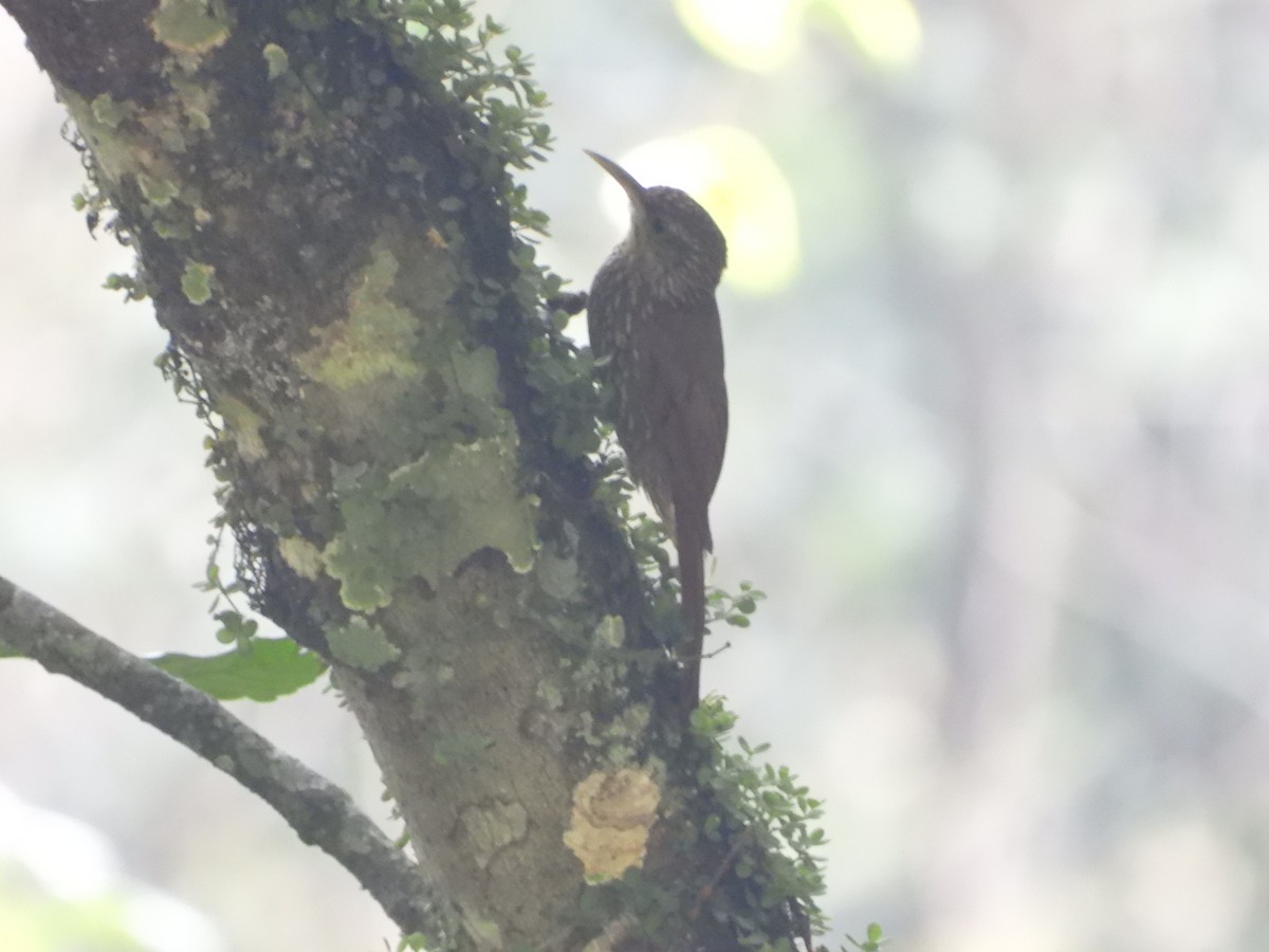 Spot-crowned Woodcreeper - Kimberley Pérez López