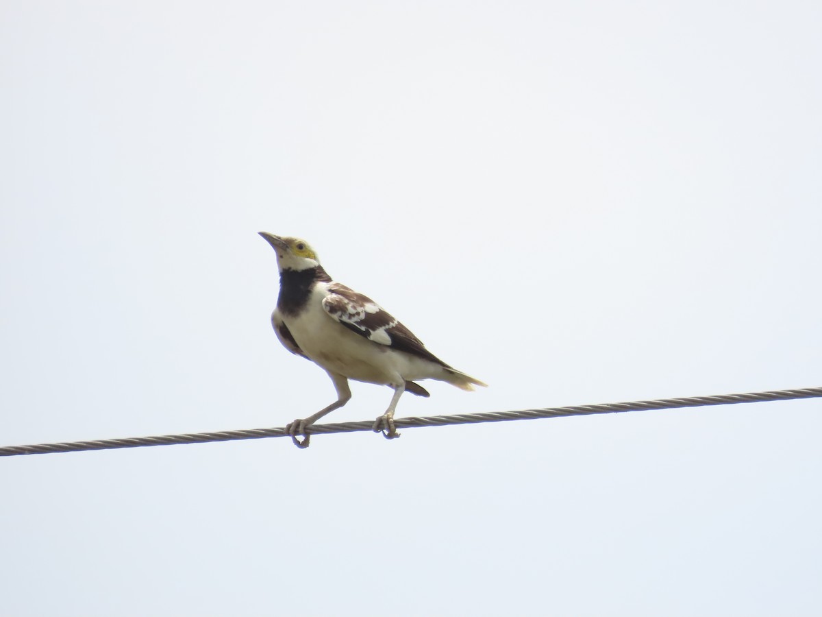 Black-collared Starling - 韋勳 陳