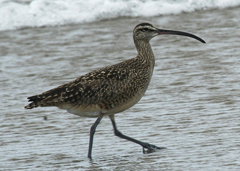 Whimbrel - ML619176583