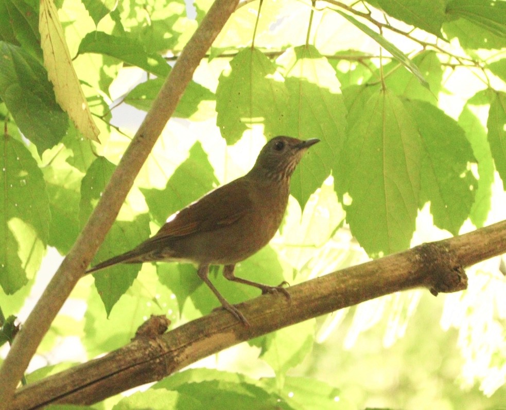 Pale-breasted Thrush - Rubélio Souza