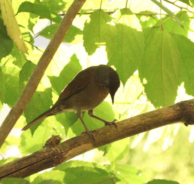 Pale-breasted Thrush - Rubélio Souza