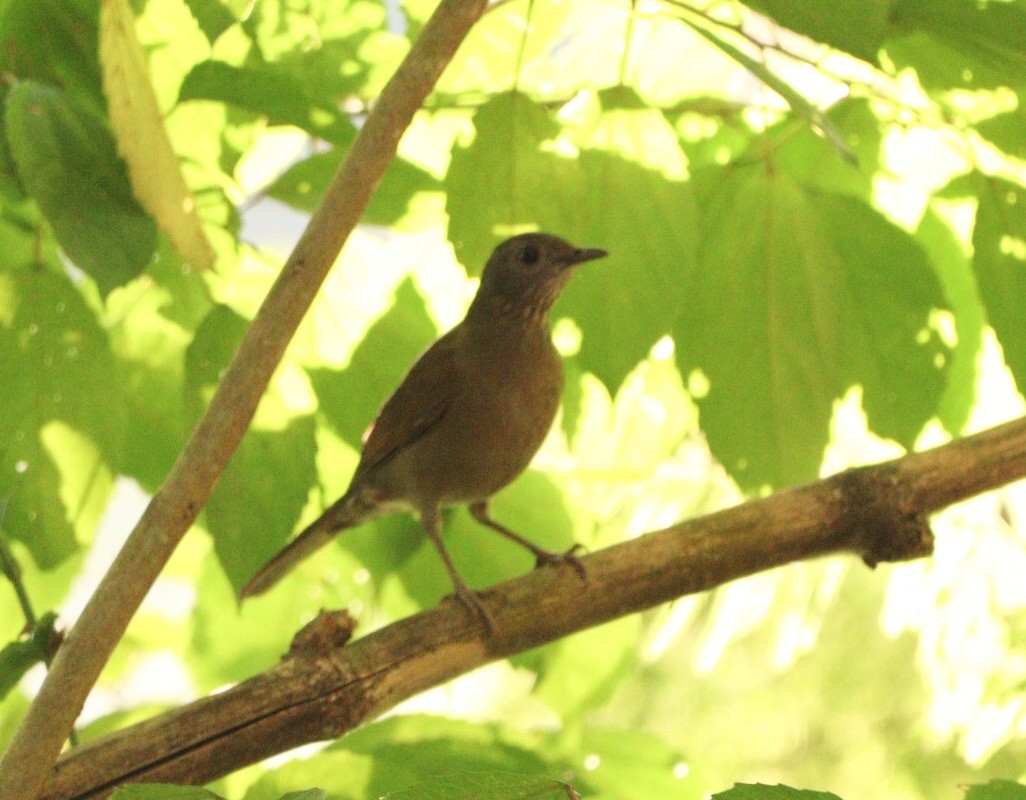 Pale-breasted Thrush - Rubélio Souza