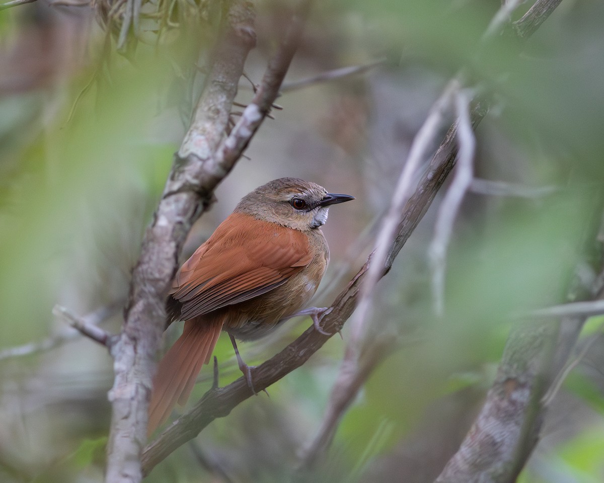 Ochre-cheeked Spinetail - Per Smith