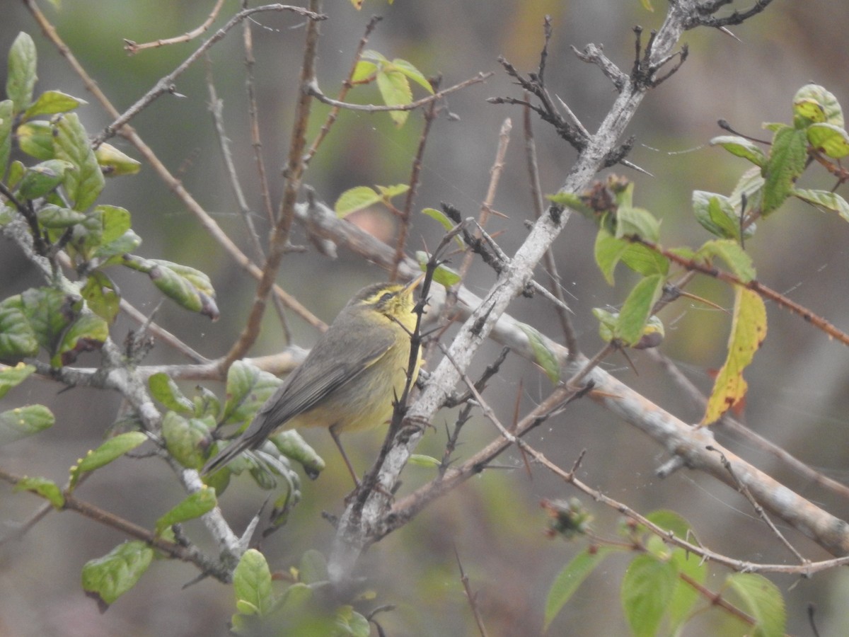 Tickell's Leaf Warbler - ML619176622