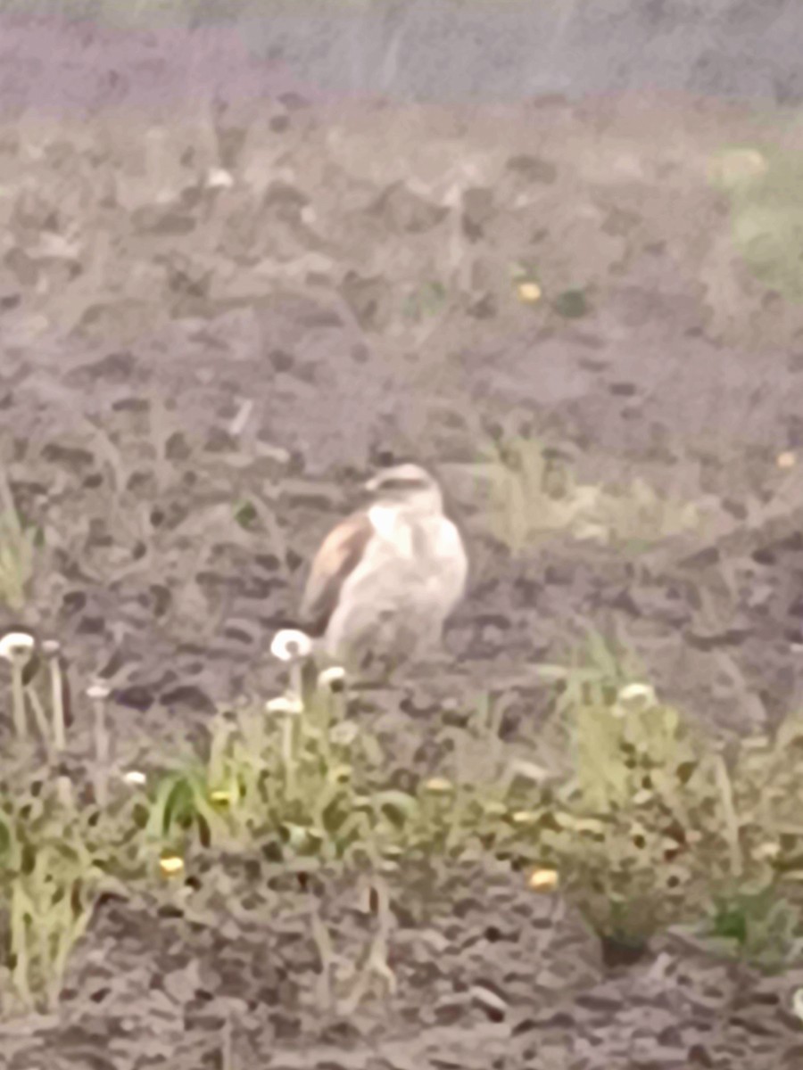 Ferruginous Hawk - Warren Dunlop