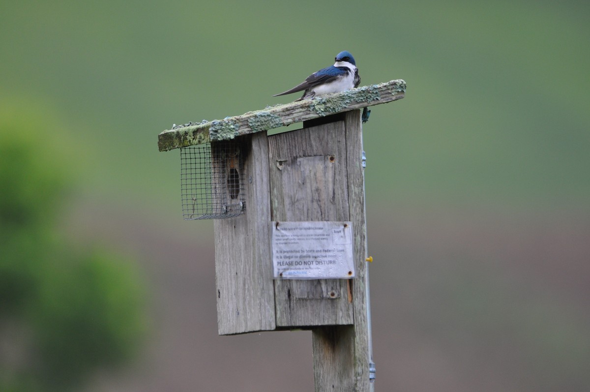 Tree Swallow - David Argent