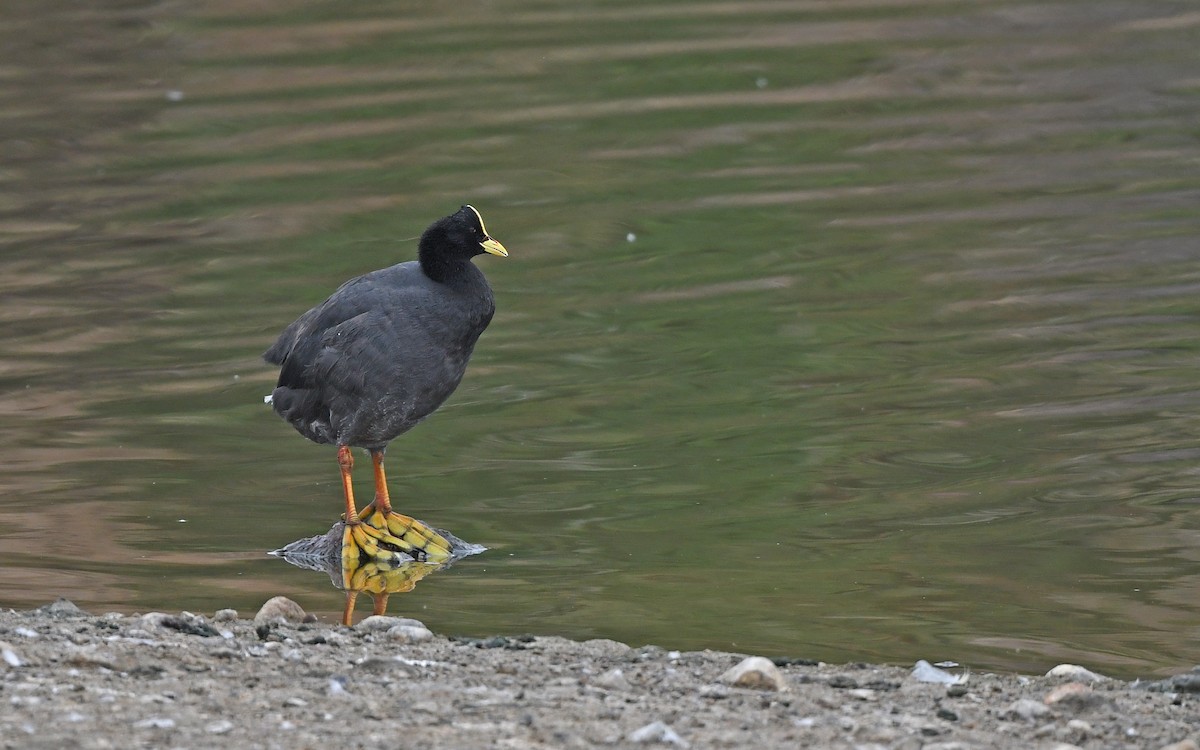 Red-gartered Coot - Christoph Moning